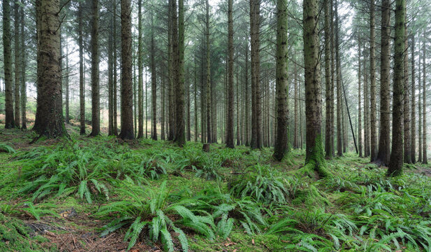 pine woodland at ladock cornwall England uk forest wood © pbnash1964