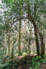 Ladock wood in cornwall England uk 