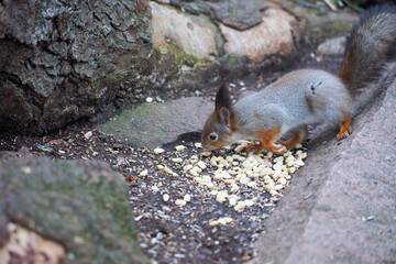 Squirrel in winter color sits on the stone in woods and eats nuts.