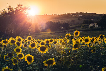 Obraz premium Sunset on the hills of Umbria (Italy), cultivated with Sunflowers