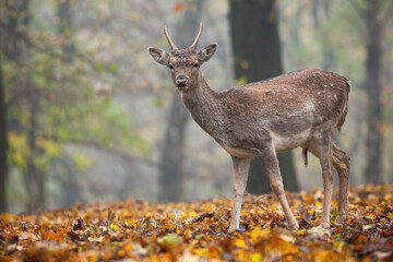 Young fallow deer, dama dama, standing in forest in autumn nature. Juvenile antlered animal looking to the camera on foliage in fall. Spotted immature mammal watching in woodland.