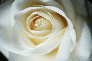 Macro of a white rose