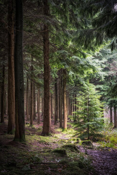 pine woodland at ladock cornwall England uk forest wood 
