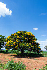 Fototapeta premium Árvore frondosa com flores amarelas e céu azul. 