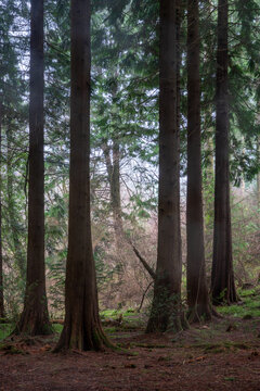 pine woodland at ladock cornwall England uk forest wood 