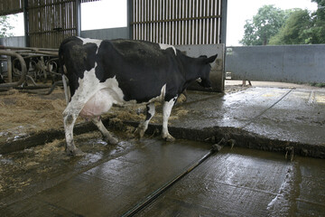 Dairy cow walking in a barn, UK