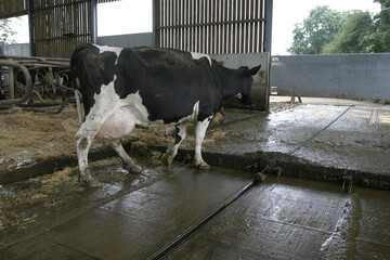 Dairy cow walking in a barn, UK © A Linscott