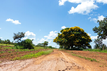 Árvore frondosa com flores amarelas à beira da estrada de terra.
