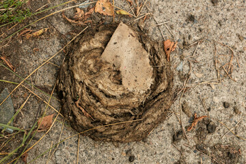 cow dung is lying on the road, no one is cleaning it up