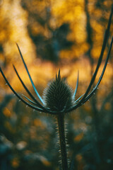Dipsacus fullonum dried flower