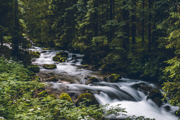 wodospad drzewa kamienie Tatry park © Tomasz