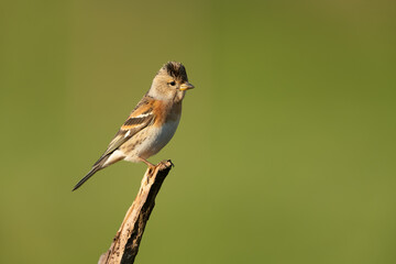 Obraz premium Brambling sitting on a branch