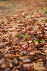 落ち葉の地面