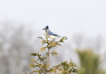 Bluejay bird tree