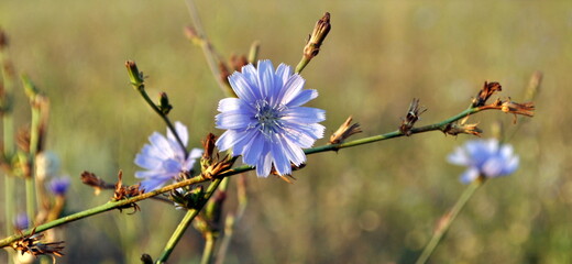 Photo of chicory flowers (Cichorium intybus) closeup. Blue daisy, blue dandelion, blue sailors.