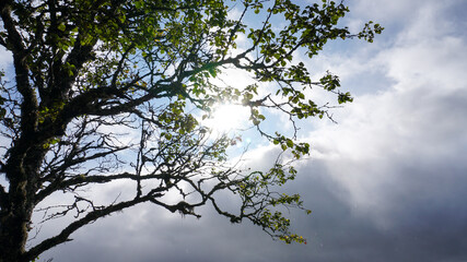 Sun and tree