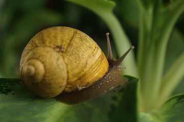 Common garden snail crawling on table, closeup