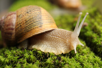 Common garden snail crawling on green moss outdoors, closeup