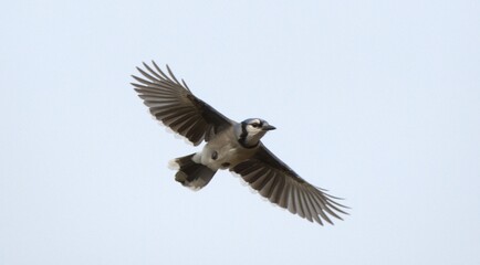 Bluejay in flight majestic