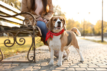 Woman walking her cute Beagle dog in autumn park