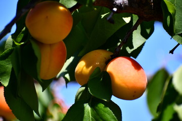 Apricots on tree