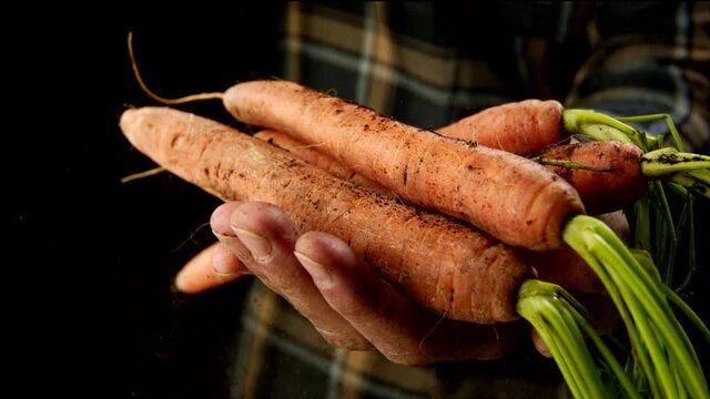 Freshly harvested carrots in the hands of the farmer in slow motion
