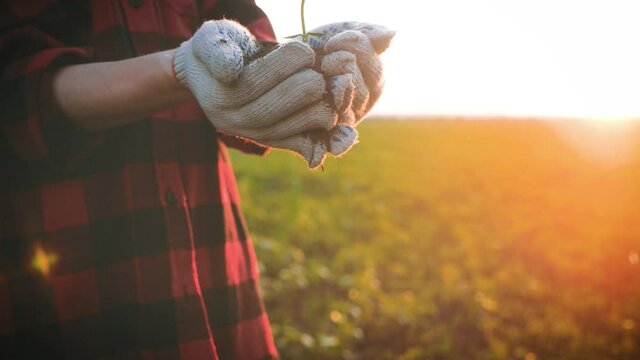 Farmer hand holding leaf of cultivated plant. Hands holding pile of arable soil. Agriculture, gardening or ecology concept.