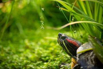 close-up of a red-eared slider in a beautiful green environment. the head of the turtle has...