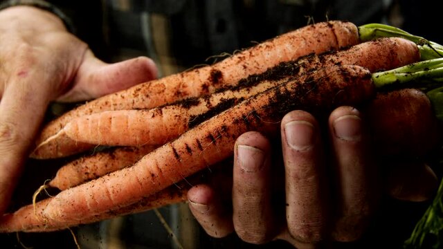 Freshly harvested carrots in the hands of the farmer in slow motion