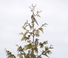 Blue jay in tree