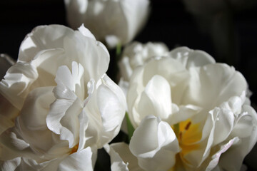 close up of white tulips