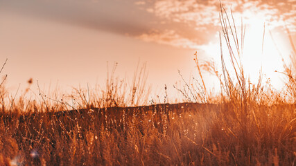 wildflowers and grass in the field at sunset