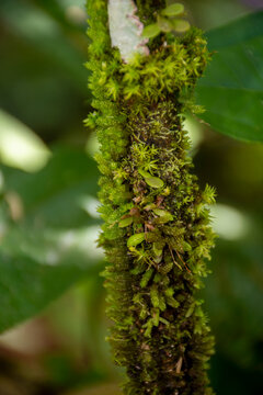 f&aacute;brica, verde, naturaleza, &aacute;rbol, hojas, flor, primavera, sucursal, hojas, huerta, macro, fresco, verano, flora, close-up, florecer, ciclos, arbusto, casta&ntilde;a, inhospitalario, florecer, c&eacute;sped, bosque