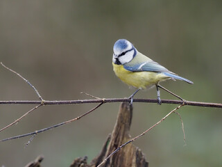 Blue tit, Cyanistes caeruleus