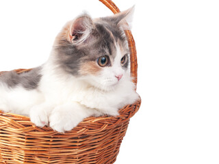Fototapeta na wymiar Bright fluffy kitten cat in basket isolated on the white