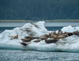 Harbor Seals on Iceberg, Endicott Arm, Alaska
