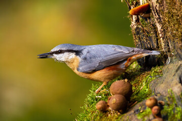 Eurasian nuthatch, sitta europaea, holding a sunflower seed in a beak in garden during spring...