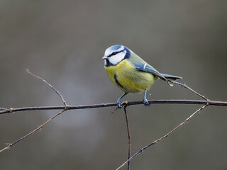 Blue tit, Cyanistes caeruleus