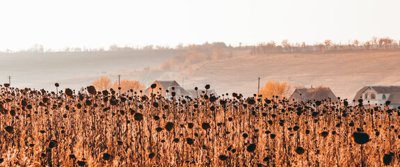 a field of ripe sunflower in the fog