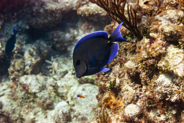 Fototapeta na wymiar Side view of a Blue Tang Surgeonfish
