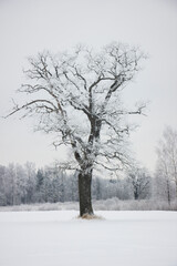 winter landscape, lonely oak tree in a field covered with snow