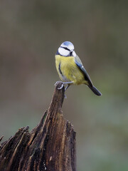 Blue tit, Cyanistes caeruleus