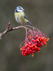 Obraz premium Blue tit, Cyanistes caeruleus