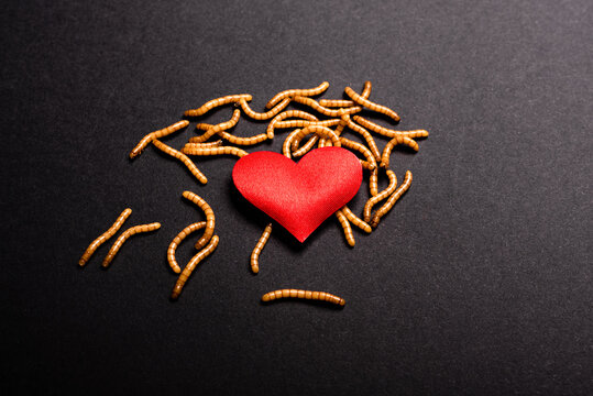 Worms devour the red heart of lost and rotten love.