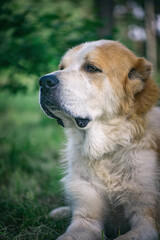 Portrait of a Central Asian Shepherd Dog close-up in the summer forest.
