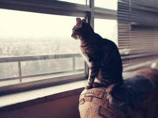 Cat sitting on couch sofa at home looking through window. Lonely domestic animal pet waiting for...