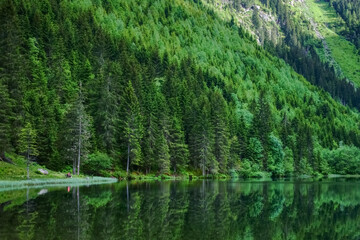 wonderful reflection from green trees in a mountain lake