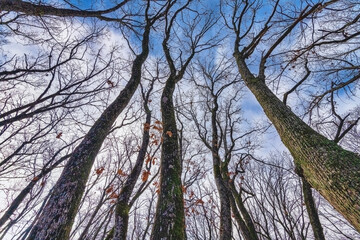 trees and sky