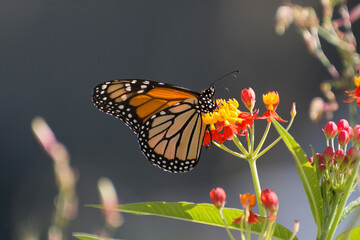 Fototapeta na wymiar Butterfly 2019-256 / Monarch butterfly (Danaus plexippus)