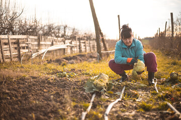 Woman picking cabbage vegetable at field. Female farmer working at her organic farm. Harvesting at autumn season Sunset